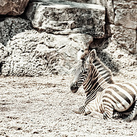 Buy canvas prints of Baby Zebra In African Savanna by Radu Bercan