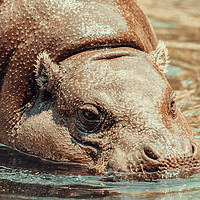 Buy canvas prints of Common Hippopotamus (Hippopotamus Amphibius) In Af by Radu Bercan