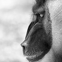 Buy canvas prints of Drill Monkey (Mandrillus Leucophaeus) Portrait by Radu Bercan