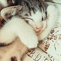 Buy canvas prints of Baby Tabby Cat Sleeping In Kitty Basket by Radu Bercan