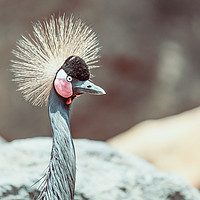 Buy canvas prints of Black Crowned Crane (Balearica Pavonina) Bird by Radu Bercan