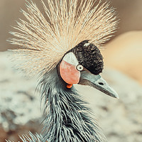 Buy canvas prints of Black Crowned Crane (Balearica Pavonina) Bird by Radu Bercan
