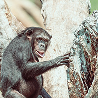 Buy canvas prints of African Chimpanzee In Tree Portrait by Radu Bercan