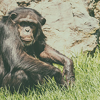 Buy canvas prints of Lonely African Chimpanzee by Radu Bercan