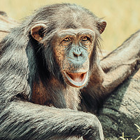 Buy canvas prints of African Chimpanzee Portrait by Radu Bercan