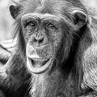 Buy canvas prints of African Chimpanzee Portrait by Radu Bercan