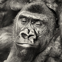Buy canvas prints of Black Gorilla Portrait by Radu Bercan