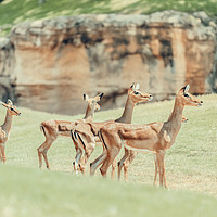 Buy canvas prints of African Impala (Aepyceros Melampus) Antelope by Radu Bercan