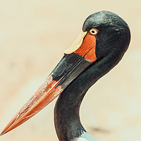 Buy canvas prints of Saddlebill Stork Bird Portrait by Radu Bercan
