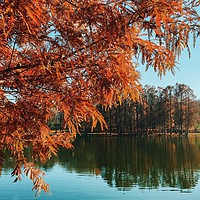 Buy canvas prints of Yellow Autumn Tree On Lake Water With Reflection B by Radu Bercan