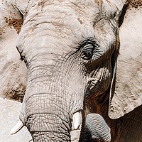 Buy canvas prints of Wild African Elephant Portrait Close Up by Radu Bercan