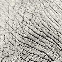 Buy canvas prints of Elephant Skin Abstract Texture Background by Radu Bercan