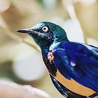 Buy canvas prints of Golden Breasted Starling Bird Portrait by Radu Bercan