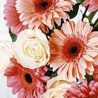 Buy canvas prints of Pink Gerbera Daisy Flowers And White Roses Bouquet by Radu Bercan