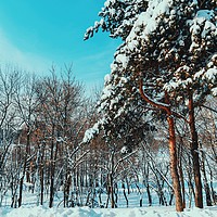 Buy canvas prints of Forest Trees Covered With White Winter Snow by Radu Bercan