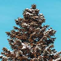 Buy canvas prints of Pine Tree Covered In Winter Snow by Radu Bercan