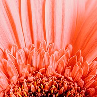 Buy canvas prints of Pink Gerbera Flower Petals Abstract Macro by Radu Bercan