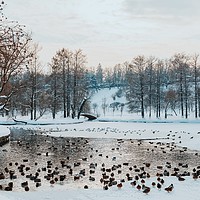 Buy canvas prints of Ducks And Seagull Birds On Frozen Lake In Winter by Radu Bercan