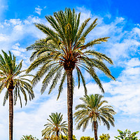 Buy canvas prints of Green Island Palm Trees On Blue Sky by Radu Bercan