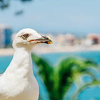 Buy canvas prints of White Seagull Bird Portrait With Tropical City Sky by Radu Bercan