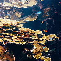 Buy canvas prints of Small Coral Fish In Aquarium by Radu Bercan