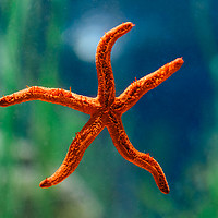 Buy canvas prints of Red Starfish Macro In Aquarium by Radu Bercan