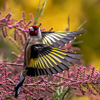 Buy canvas prints of Goldfinch in action by Rob Lucas