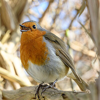 Buy canvas prints of Robin singing while perched on a tree branch by Rob Lucas