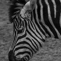 Buy canvas prints of Profile of a Zebra by Rob Lucas