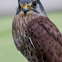 Buy canvas prints of Raptor by Rob Lucas