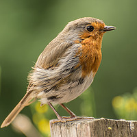 Buy canvas prints of Windswept Robin by Rob Lucas