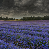 Buy canvas prints of Lavender in bloom under a threatening sky by Rob Lucas
