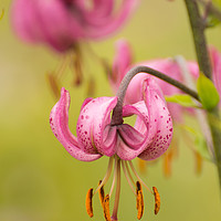 Buy canvas prints of Pink Lilly by Rob Lucas