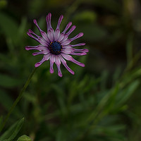 Buy canvas prints of The blue eyed daisy by Rob Lucas