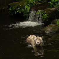 Buy canvas prints of "Graceful White Tiger Cooling off in Tropical Oasi by Rob Lucas
