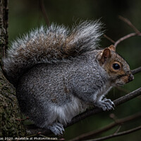 Buy canvas prints of Squirrel in a tree by Rob Lucas