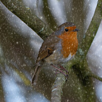 Buy canvas prints of Robin in snow by Rob Lucas