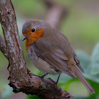 Buy canvas prints of European robin by Rob Lucas