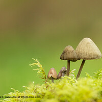 Autumn Fungus in Siston Lane