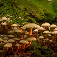 Autumn Forest Fungi