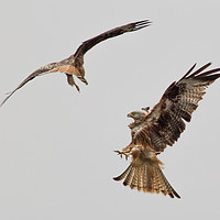 Buy canvas prints of Red Kites Fighting by Nick Dyte