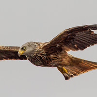 Buy canvas prints of Red Kite Soaring by Nick Dyte