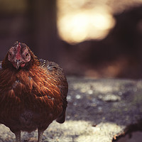 Buy canvas prints of Hen at the farm by Chris Roberts