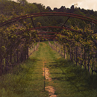 Buy canvas prints of Vineyard in Kent by Chris Roberts