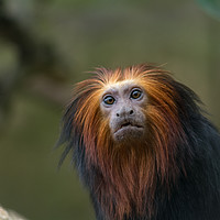 Buy canvas prints of golden-headed lion tamarin monkey by Chris Roberts