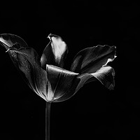 Buy canvas prints of Black Flower by Chris Roberts