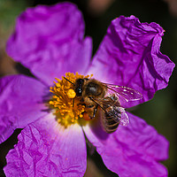 Buy canvas prints of Bee harvesting pollen by Chris Roberts