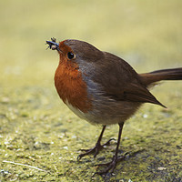 Buy canvas prints of Early Bird Catches the ..... Insect by Chris Roberts