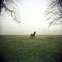 Buy canvas prints of Fog Horse by Stewart Thomson