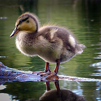 Buy canvas prints of Duckling in choclate caramel by Catchavista 